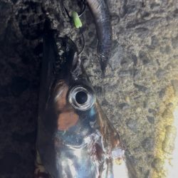 ショア タチウオ