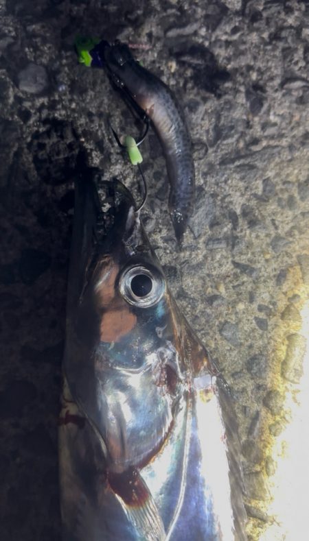 ショア タチウオ