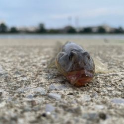 ファミリーフィッシング