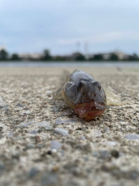 ファミリーフィッシング