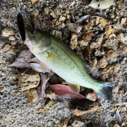 秋めいてますね