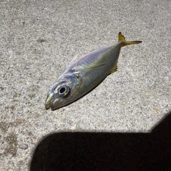 エギンガー満員御礼