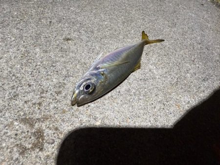 エギンガー満員御礼