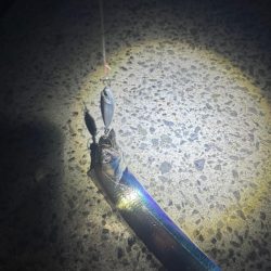 ライトショアタチウオ