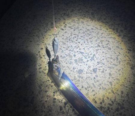 ライトショアタチウオ