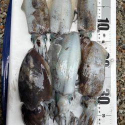 3度目のティップランエギング