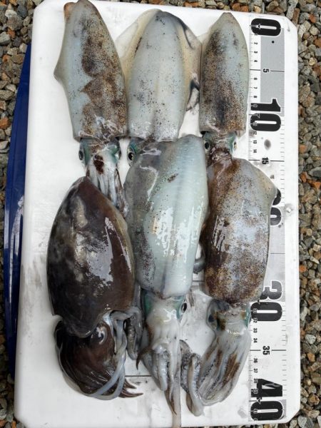 3度目のティップランエギング