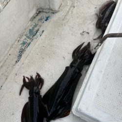 アオリイカを釣りに