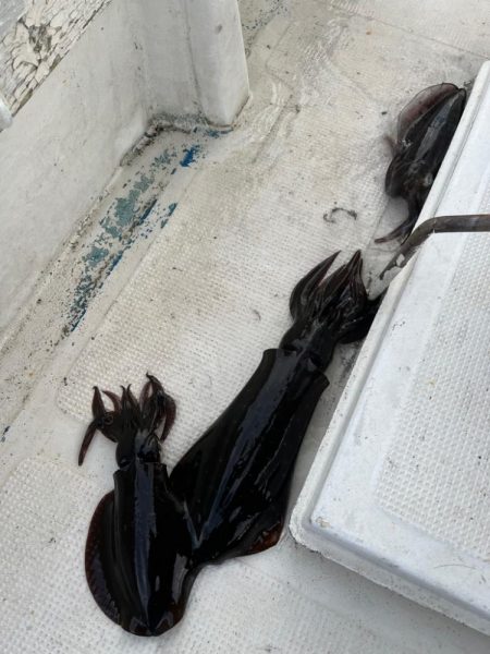 アオリイカを釣りに