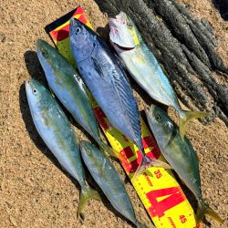 ほんとの磯デビュー