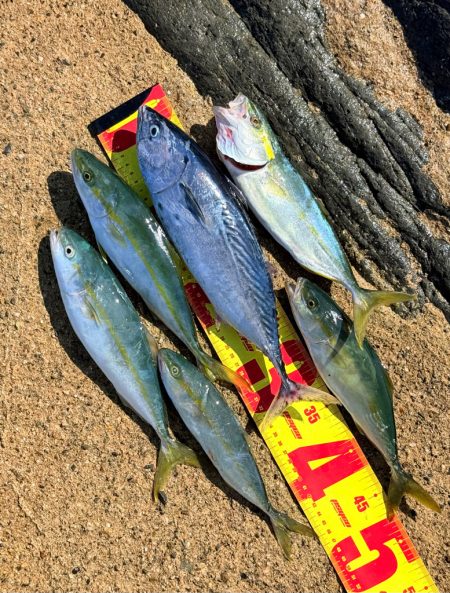 ほんとの磯デビュー