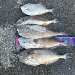 沼津市戸田港フカセ釣り 大型ウスバハギ