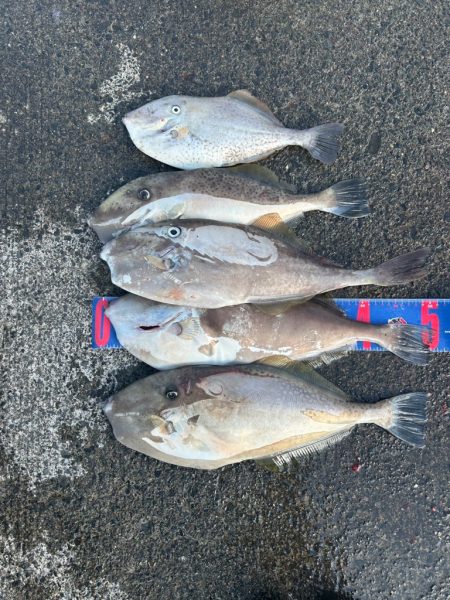 沼津市戸田港フカセ釣り 大型ウスバハギ