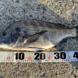 朝マヅメチヌ2匹