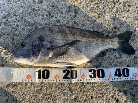 朝マヅメチヌ2匹