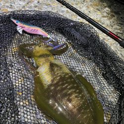 秋🦑数釣り😆…