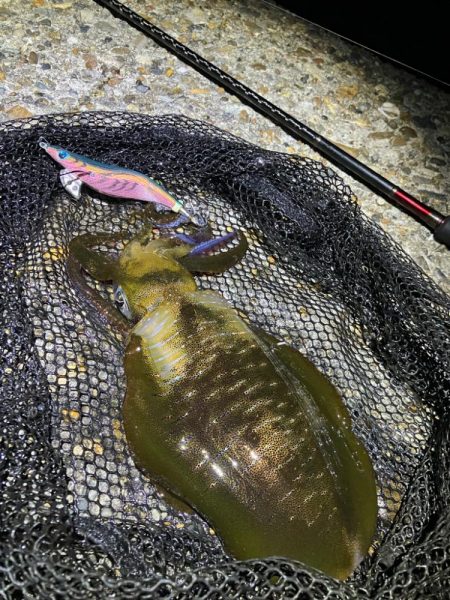 秋🦑数釣り😆…