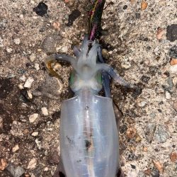 エギング、ロックフィッシュ釣行