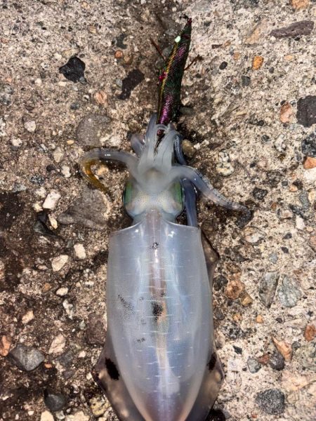 エギング、ロックフィッシュ釣行