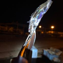 何とか釣れました