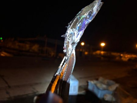 何とか釣れました