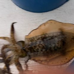 またまたアオリイカ釣りに