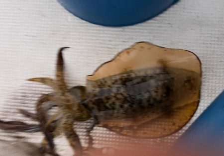 またまたアオリイカ釣りに