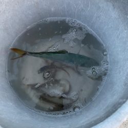 秋の波止釣り