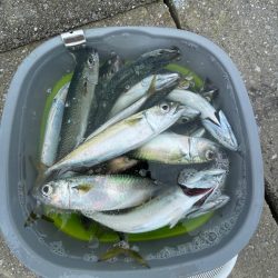 エギングとサビキ