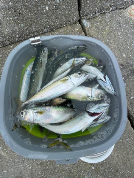 エギングとサビキ