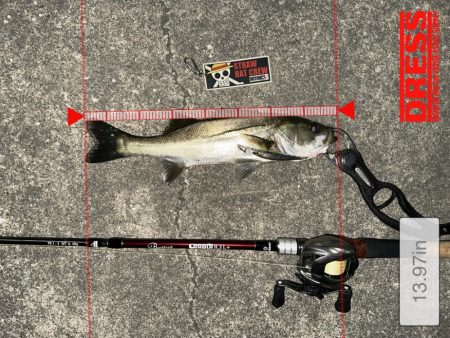 一撃必殺！良きルアーならバスルアーとかは関係ない