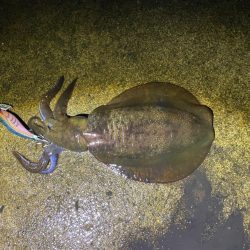 軍艦グリーンでアオリイカ