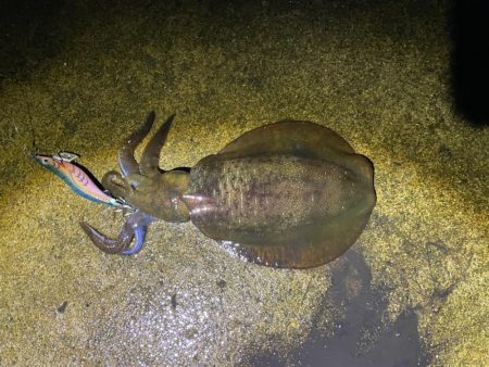 軍艦グリーンでアオリイカ