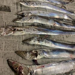 マリーナで太刀魚〜!