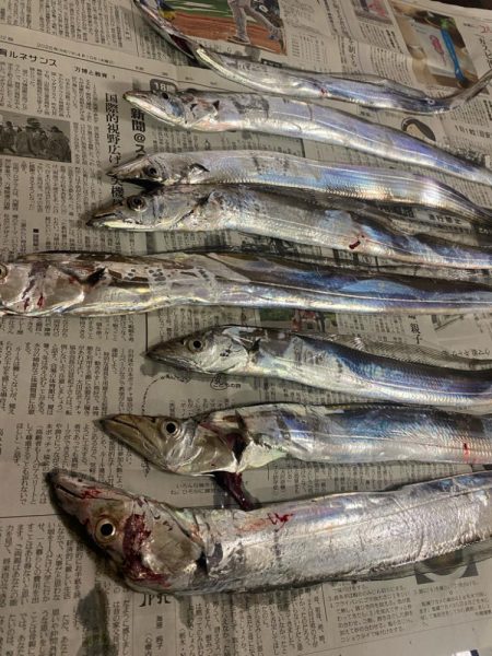 マリーナで太刀魚〜!