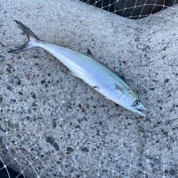 サゴシとハマチ