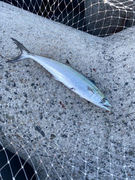 サゴシとハマチ