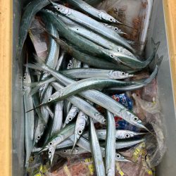 サヨリいっぱい