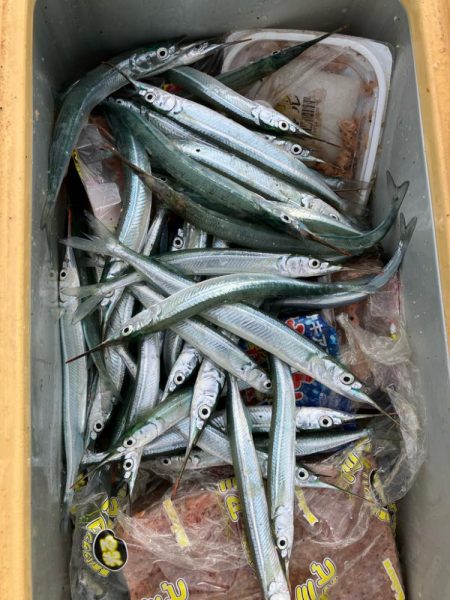 サヨリいっぱい