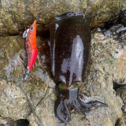 まだまだ小さい