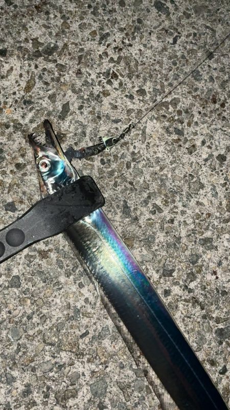 今年初のタチウオ釣り