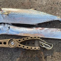 せっかくの、、