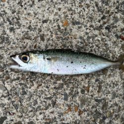 ジグサビキ　37