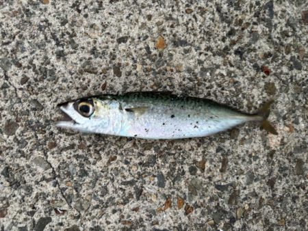 ジグサビキ　37