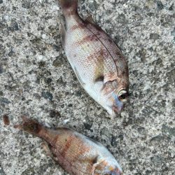 チャリコだらけ