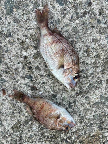 チャリコだらけ