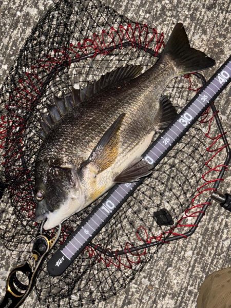 ヘチってきました