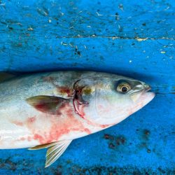 神戸沖無限サゴシ