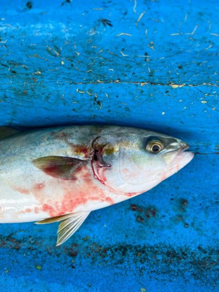 神戸沖無限サゴシ