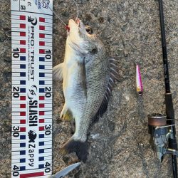 シーバス青物狙ってもチヌ!